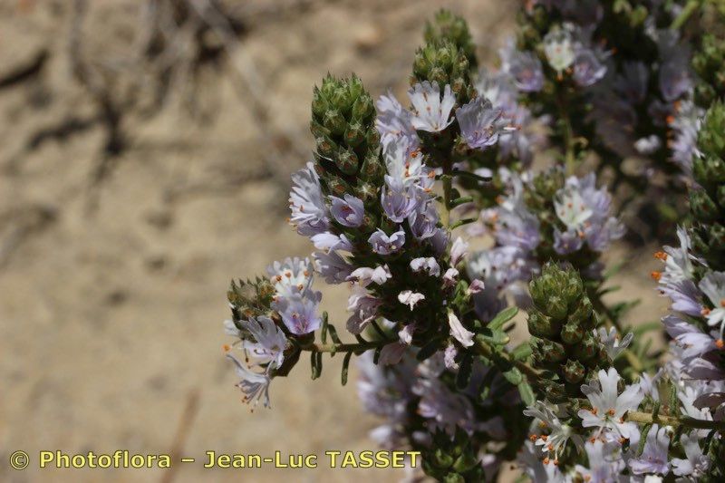 Coris hispanica flower