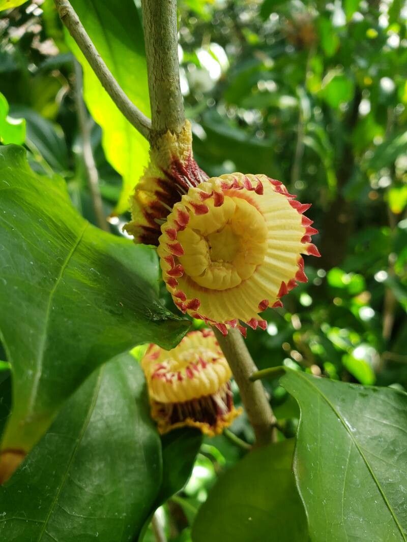 Napoleonaea vogelii flower