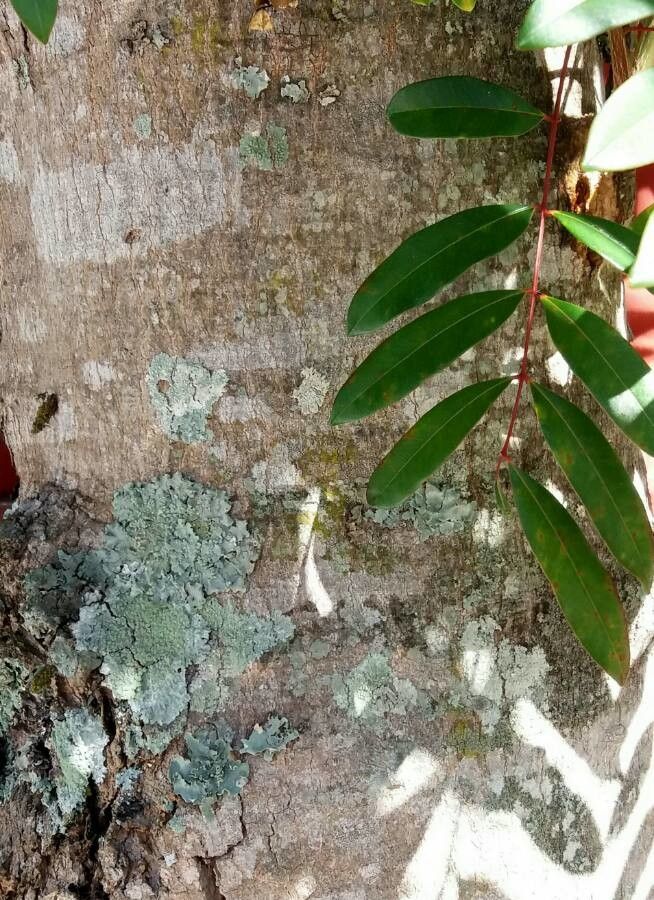 Pistacia mexicana bark