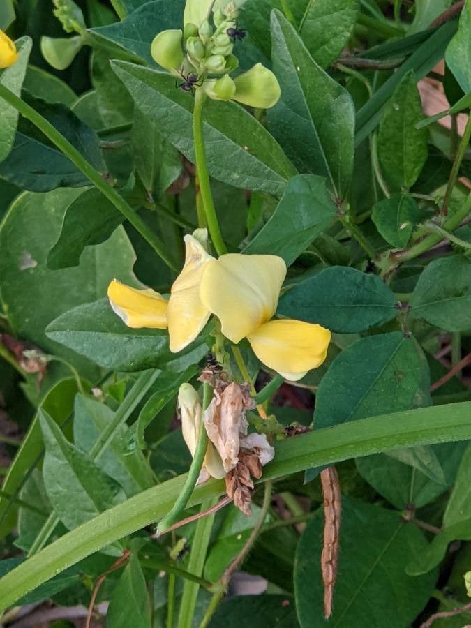 Vigna luteola flower