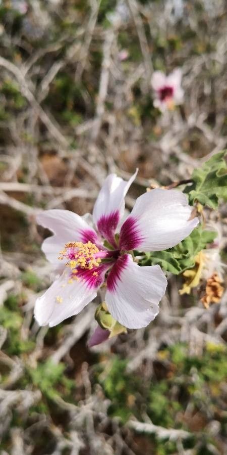 Malva canariensis flower