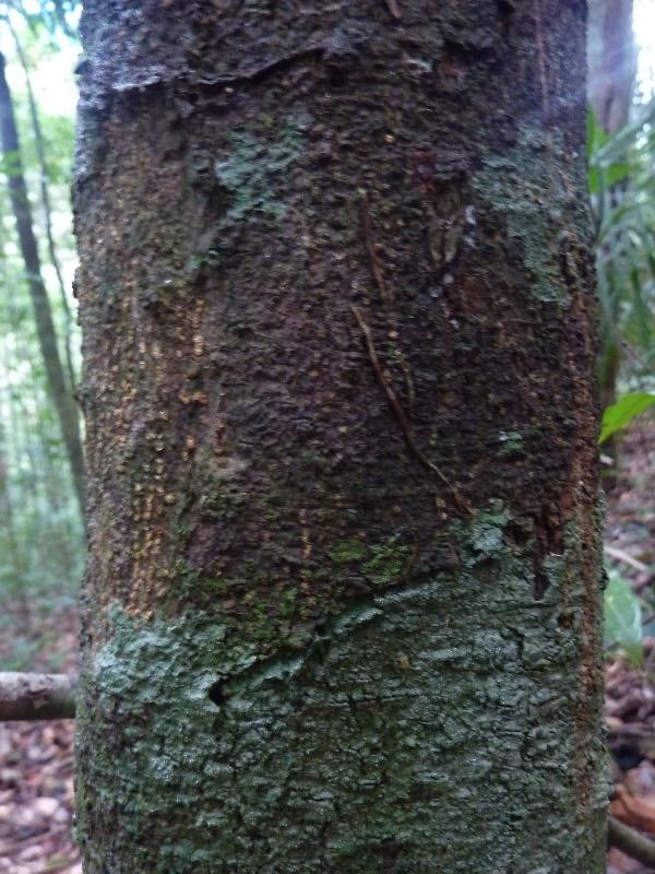 Matayba arborescens — related species from the same genus
