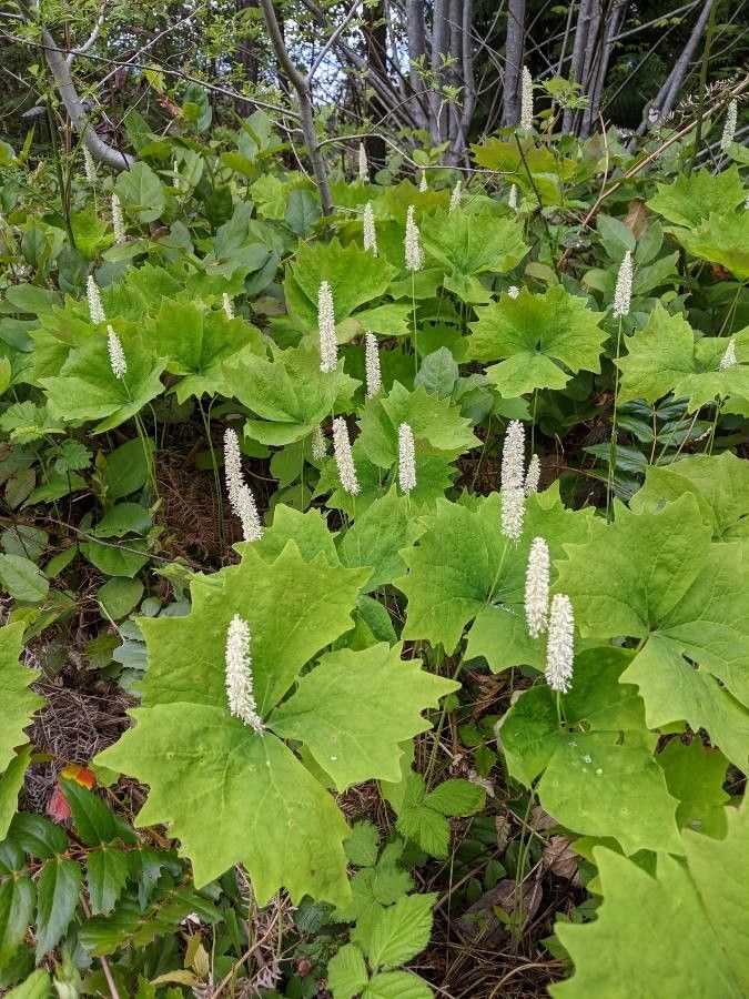 Achlys triphylla flower