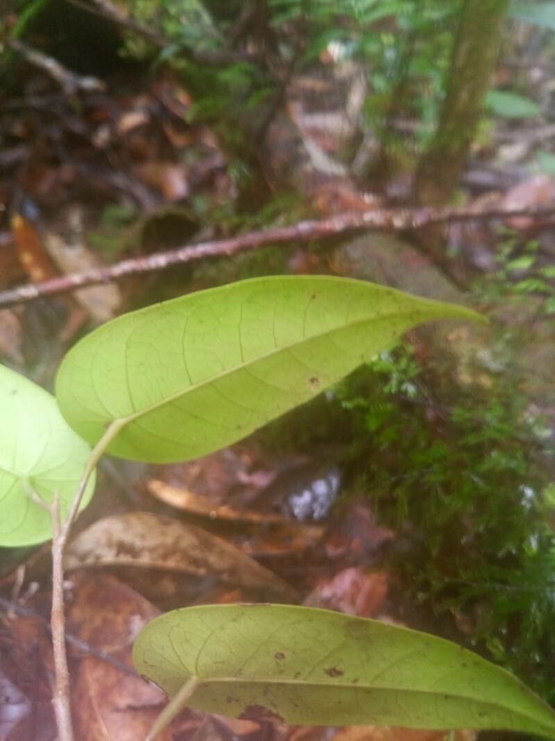 Shorea peltata — houseplant care guide