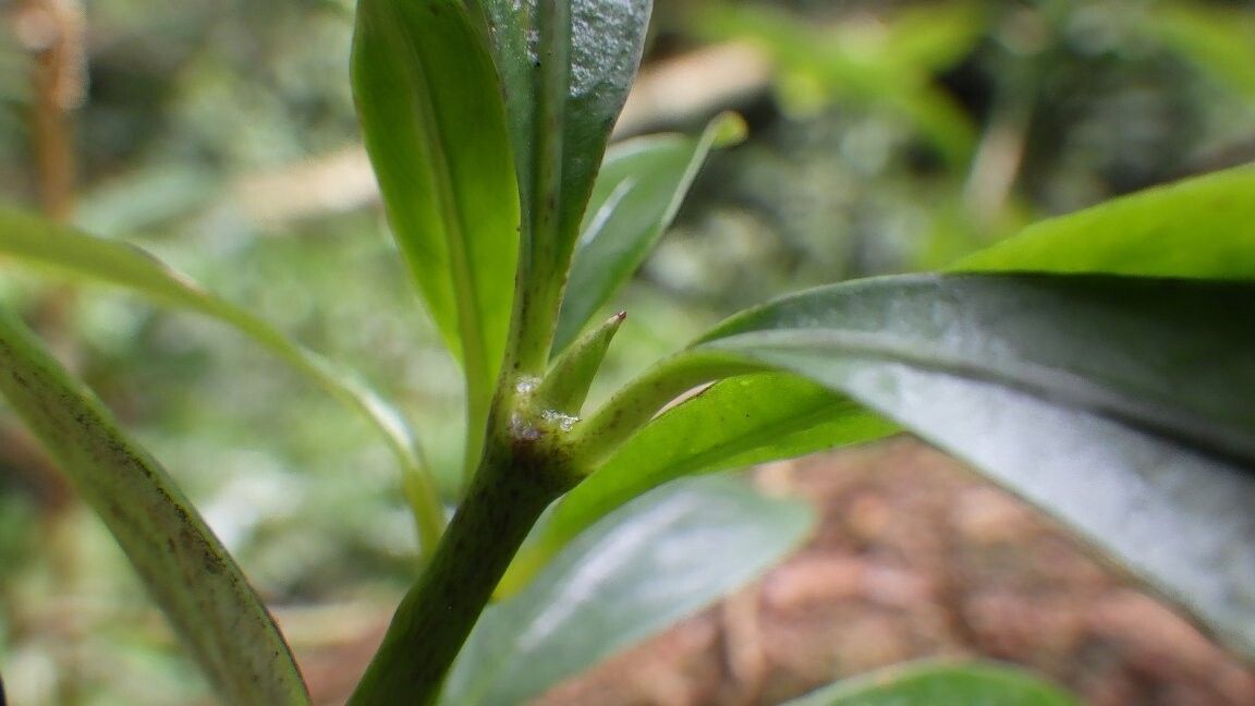 Chassalia euchlora — houseplant care guide