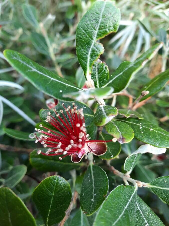 Feijoa sellowiana flower