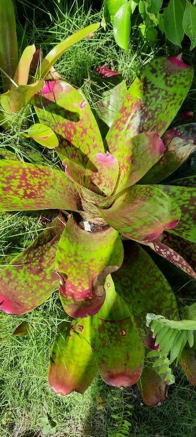 Vriesea pardalina flower