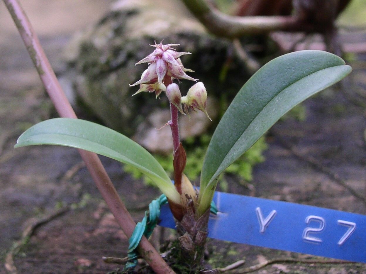 Polystachya coriscensis — houseplant care guide