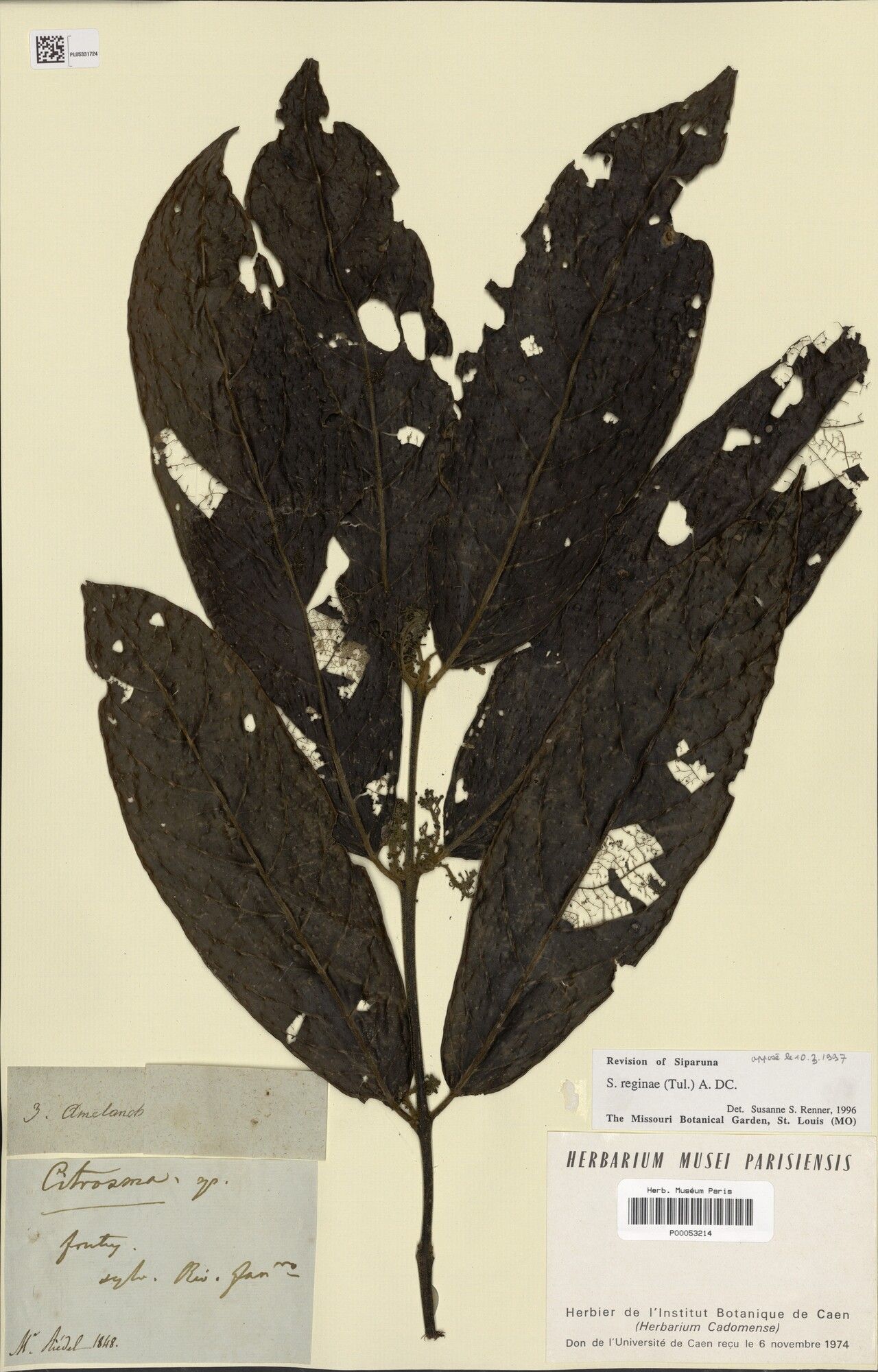 Siparuna cervicornis leaf