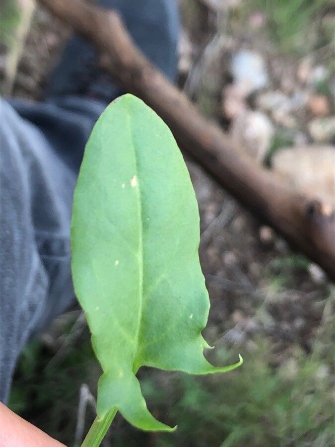 Rumex intermedius — search result for 'Rumex'