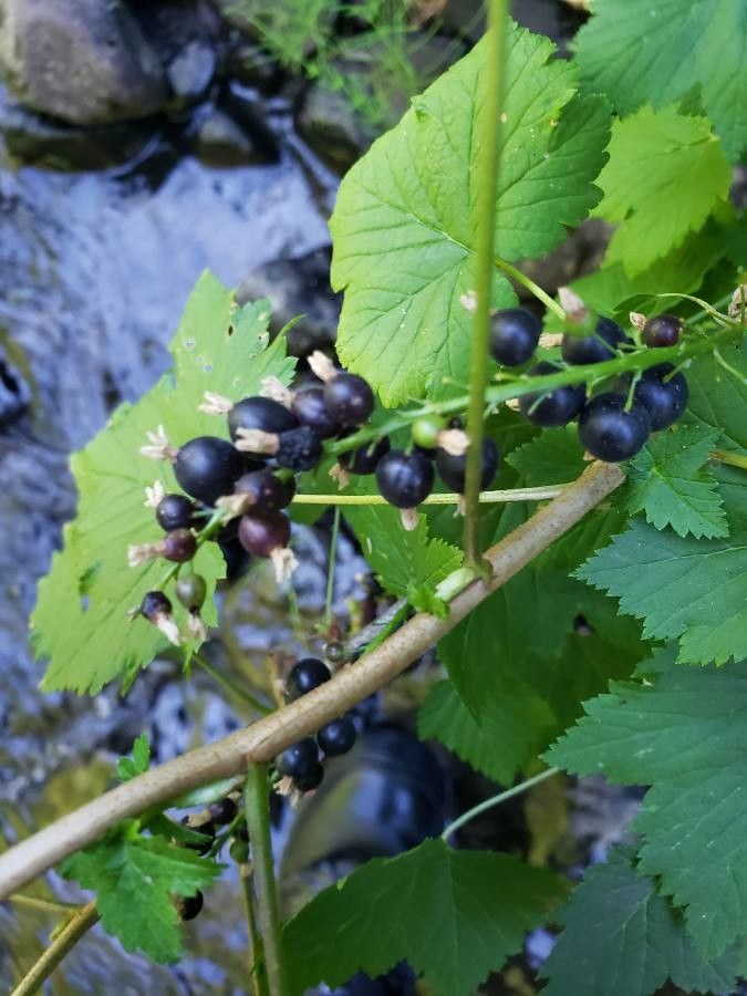 Ribes americanum fruit