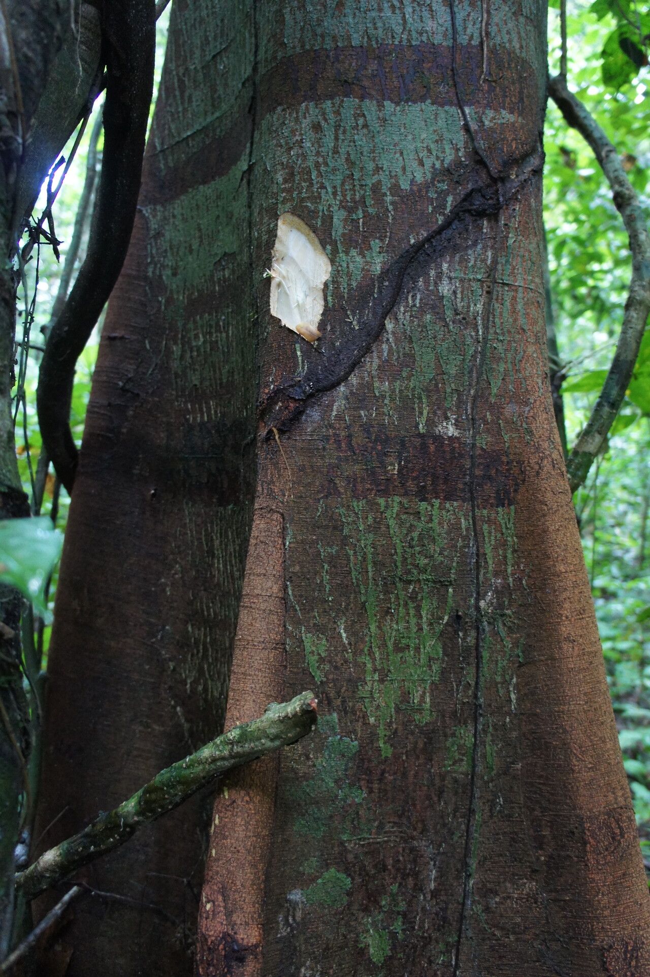 Newtonia griffoniana — houseplant care guide