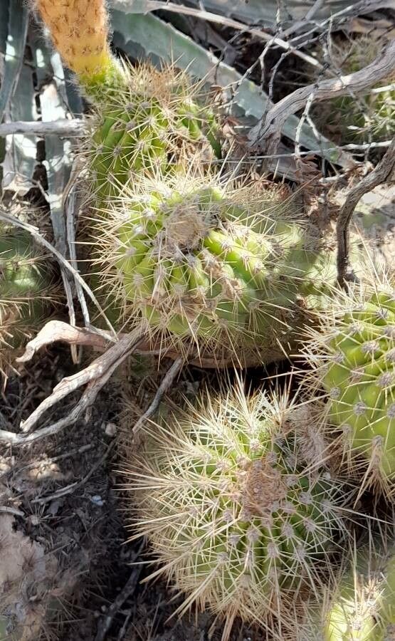 Echinopsis strigosa — search result for 'Echinopsis'