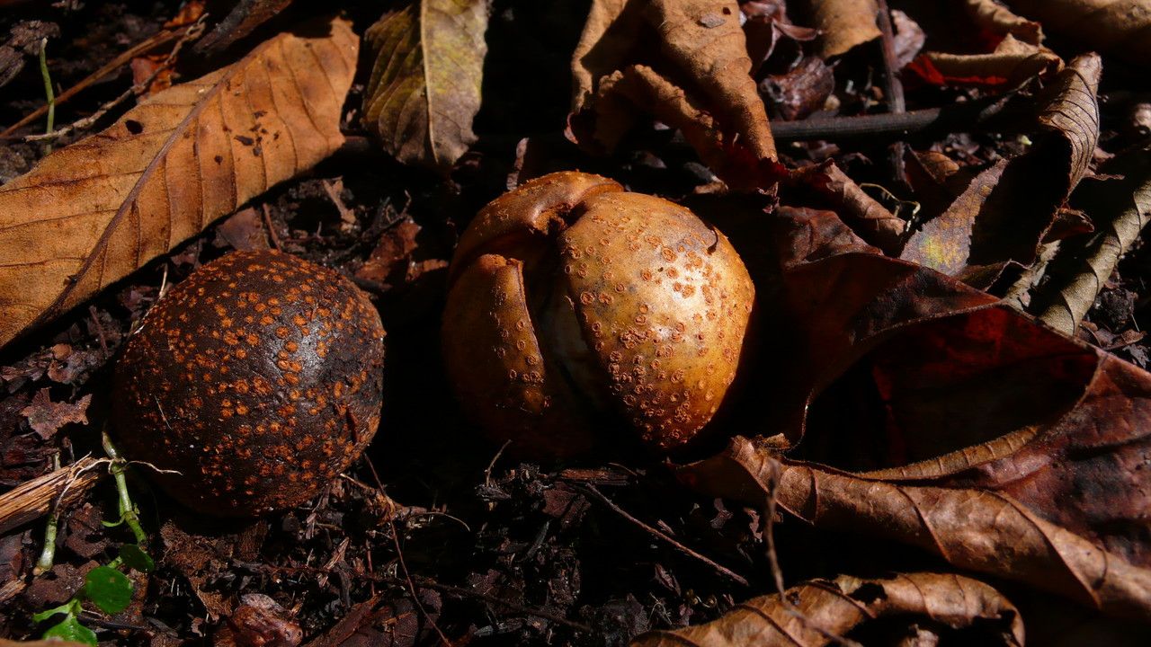 Aesculus turbinata fruit