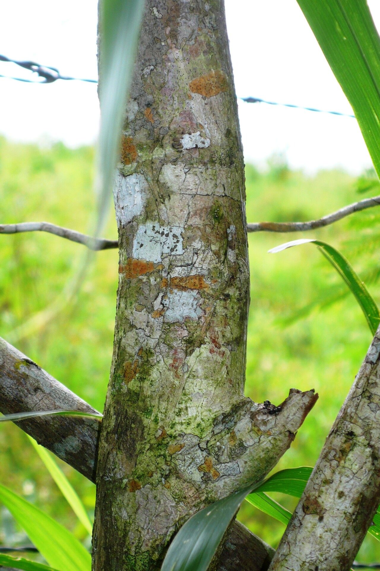Dolichandra quadrivalvis bark