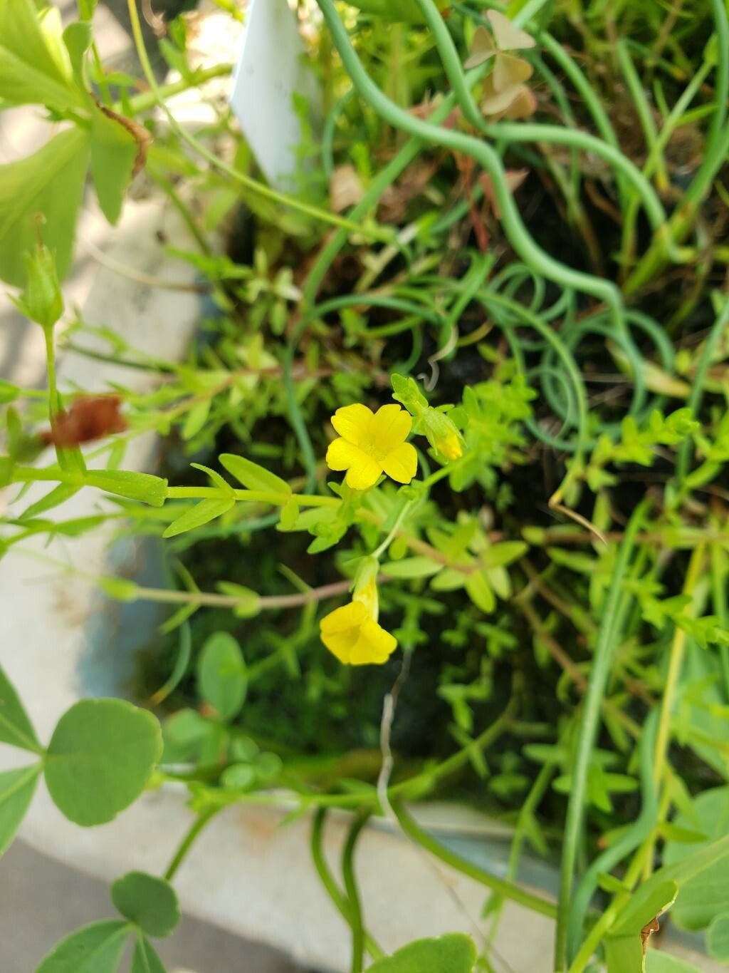 Gratiola lutea flower