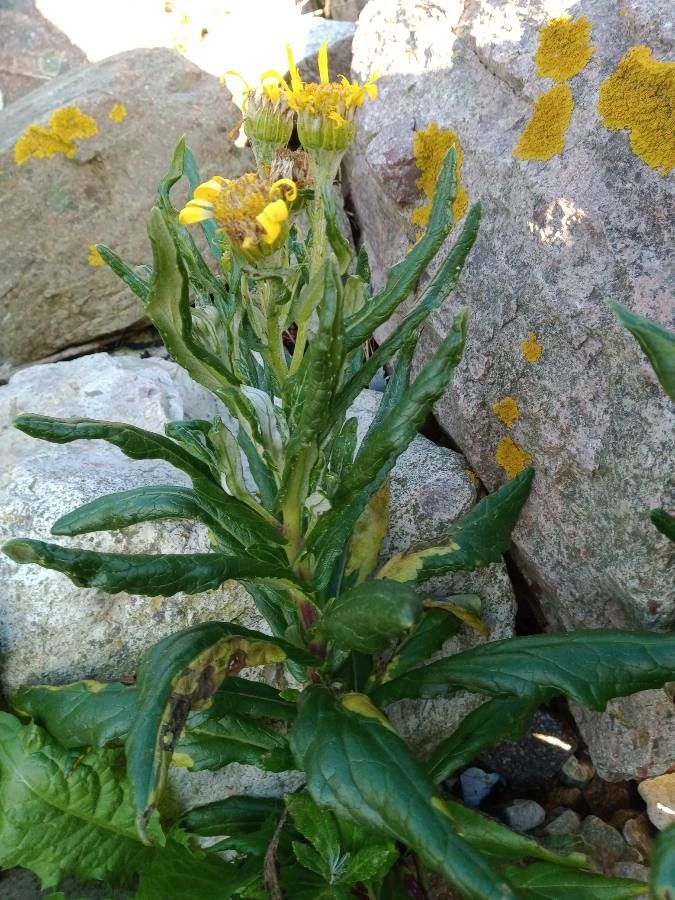 Jacobaea pseudoarnica — search result for 'Jacobaea'