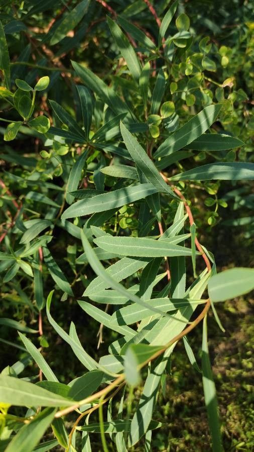 Euphorbia sarawschanica — houseplant care guide