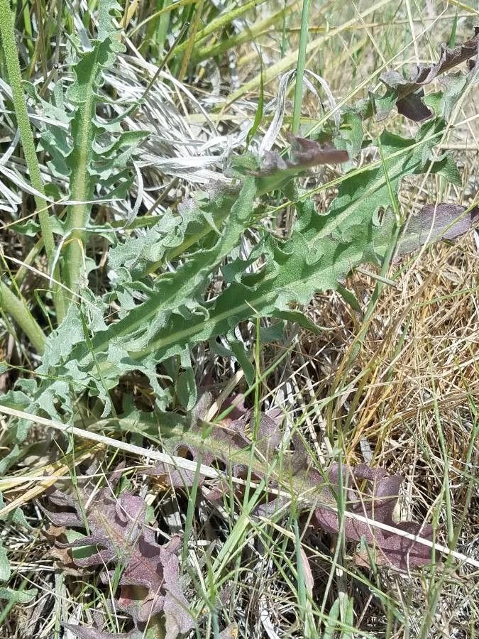 Crepis occidentalis — search result for 'Crepis'