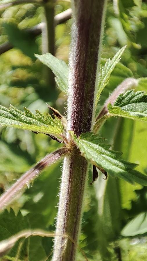 Urtica galeopsifolia bark
