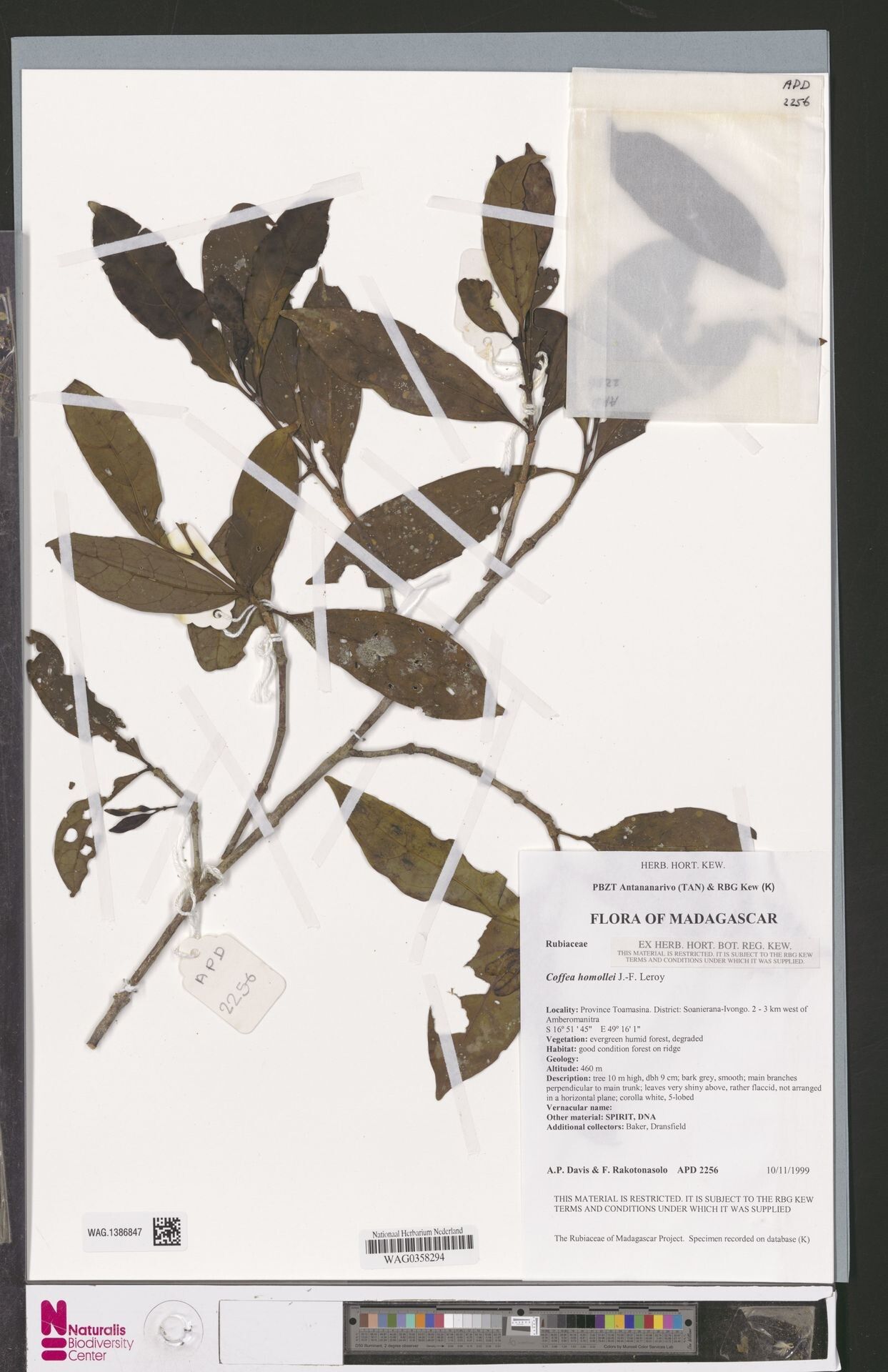 Coffea homollei — houseplant care guide