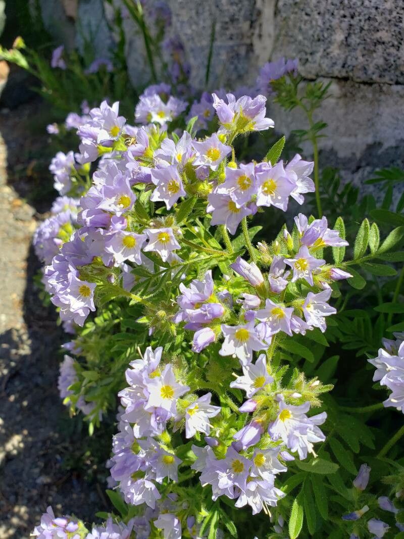 Polemonium californicum flower