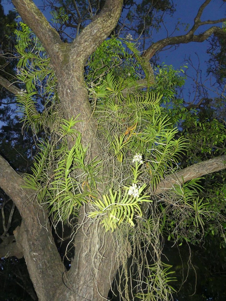 Vanda tessellata habit