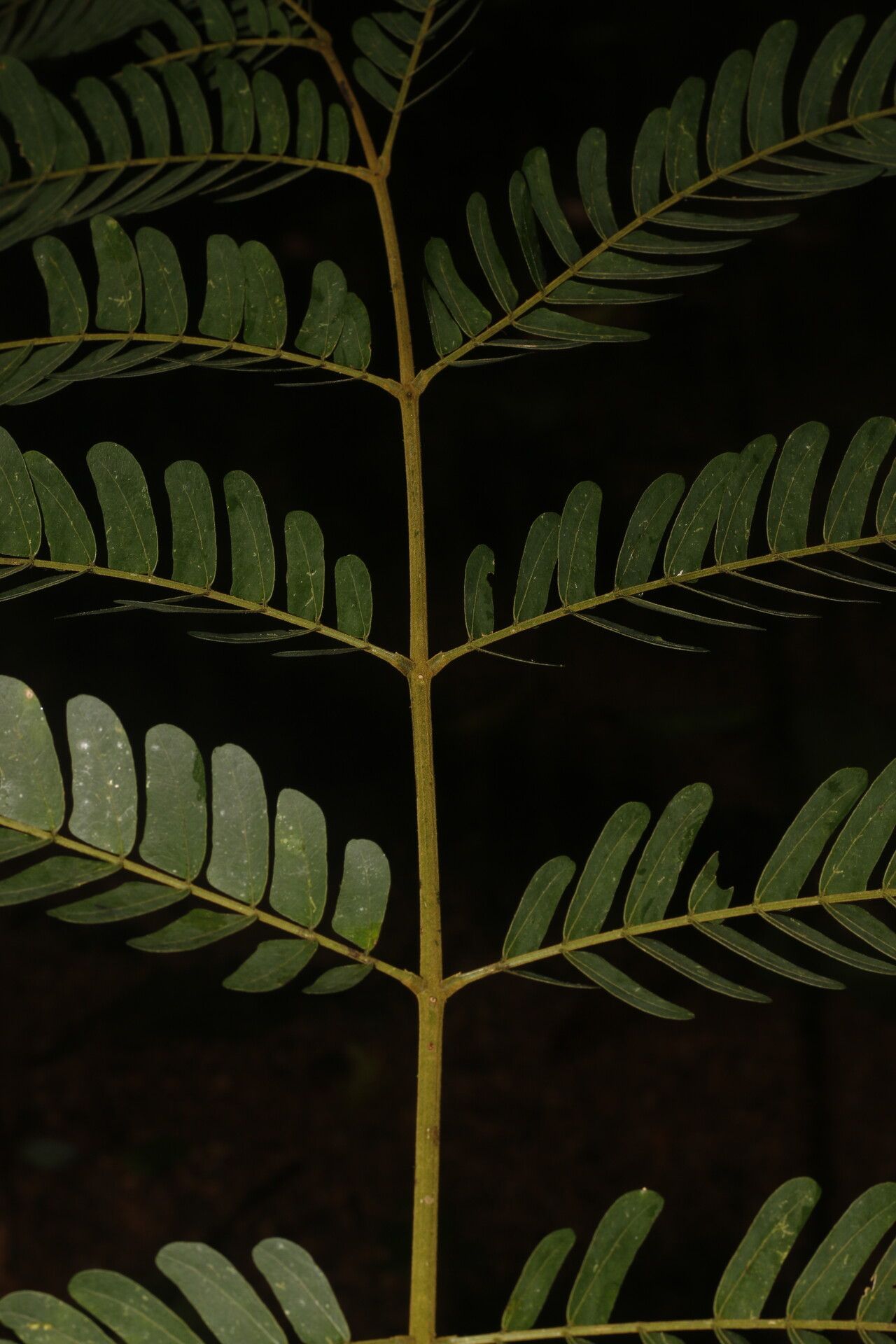Abarema macradenia bark