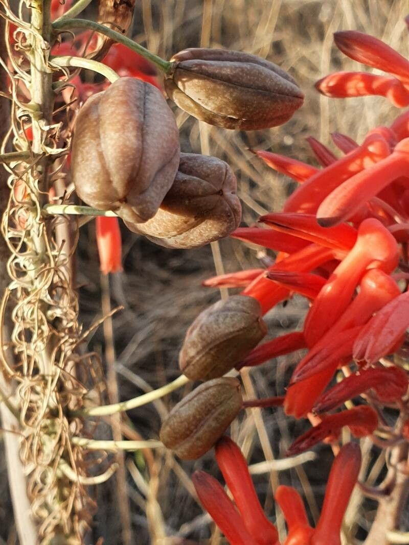 Aloe ellenbeckii fruit