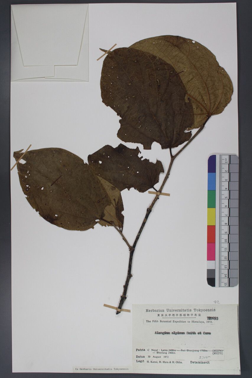 Alangium alpinum — related species from the same genus