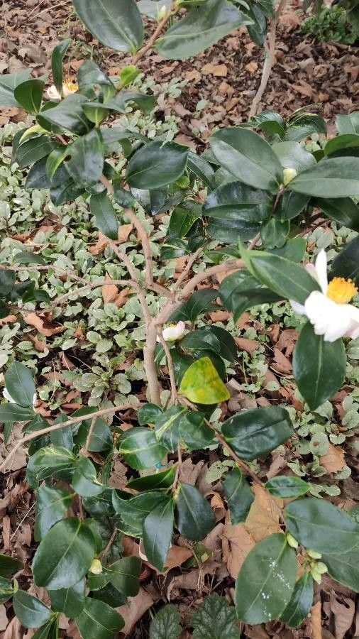 Camellia yunnanensis habit