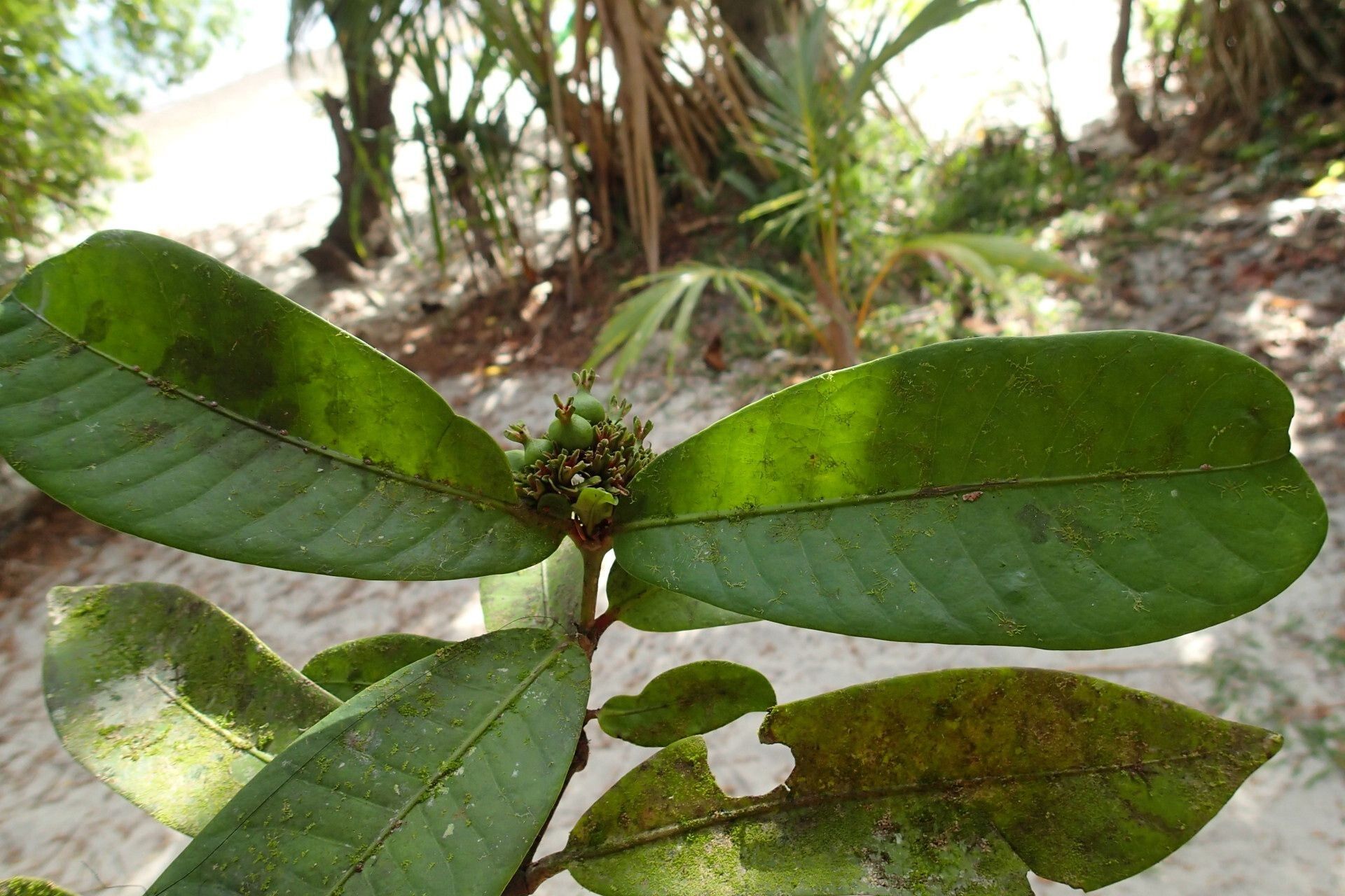 Ixora comptonii leaf