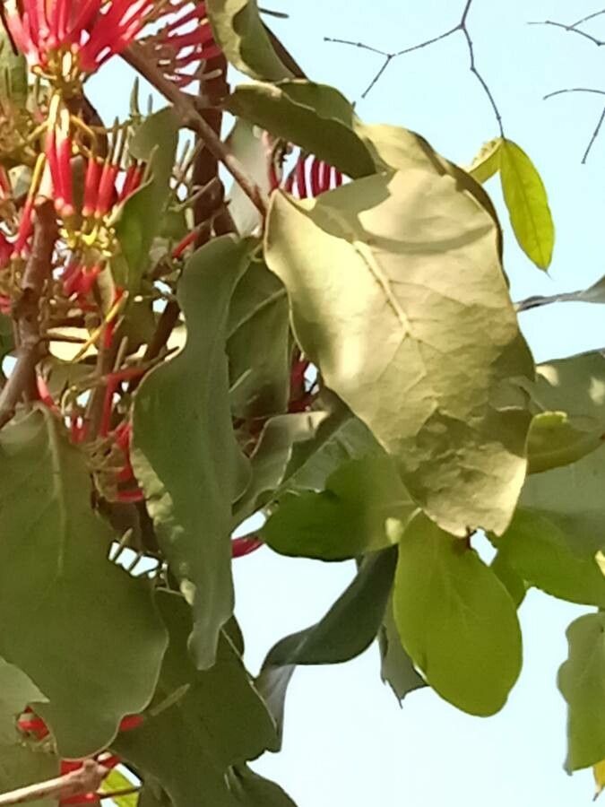 Dendrophthoe falcata leaf