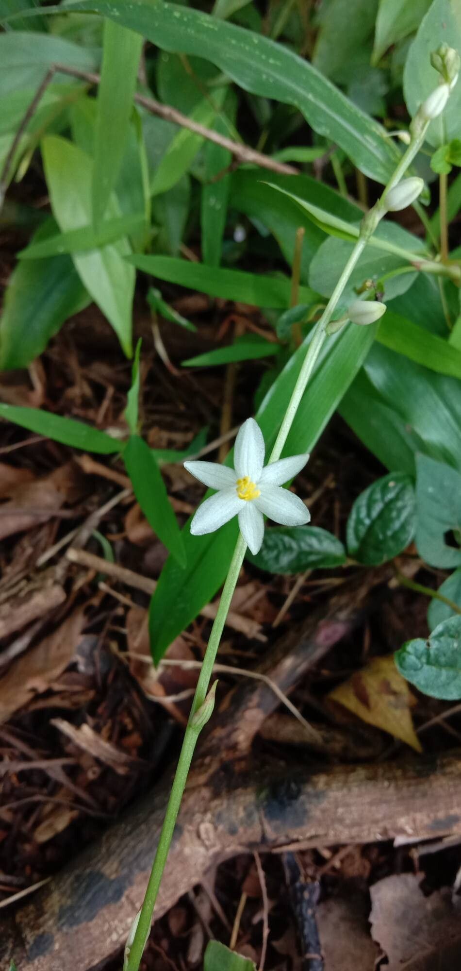 Chlorophytum nimmonii flower