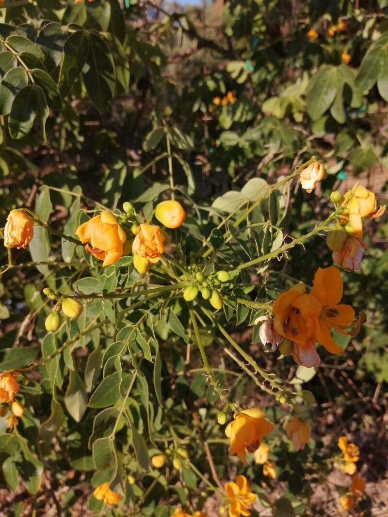 Senna petersiana flower