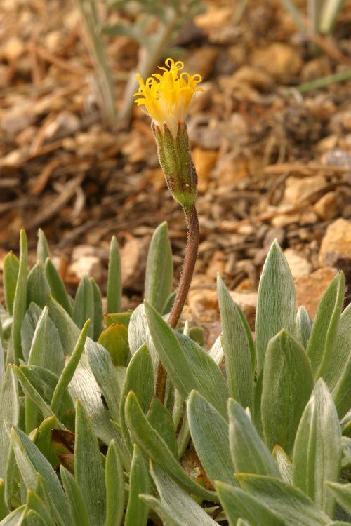 Raillardella argentea — related species from the same genus