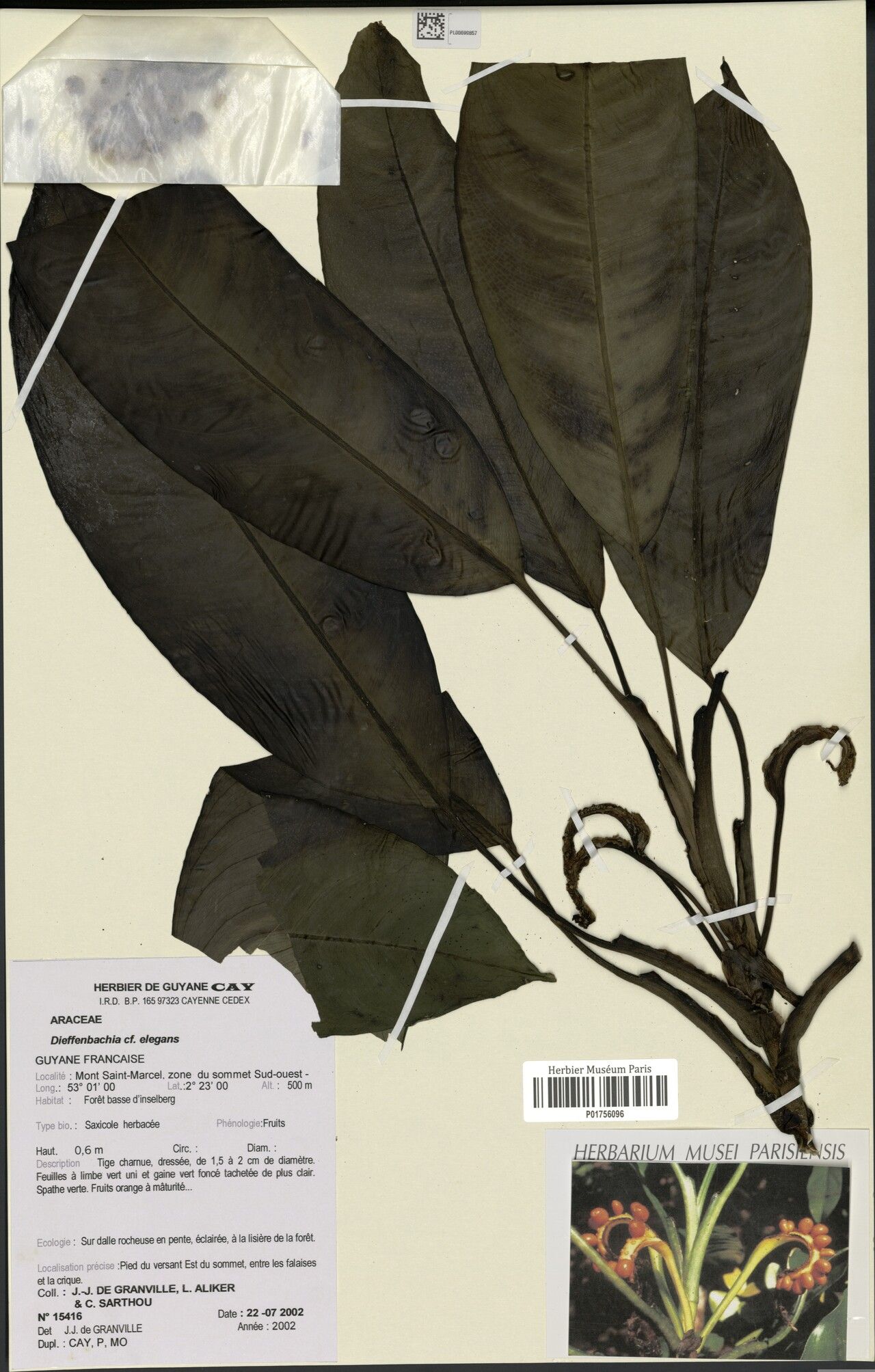 Dieffenbachia elegans — houseplant care guide