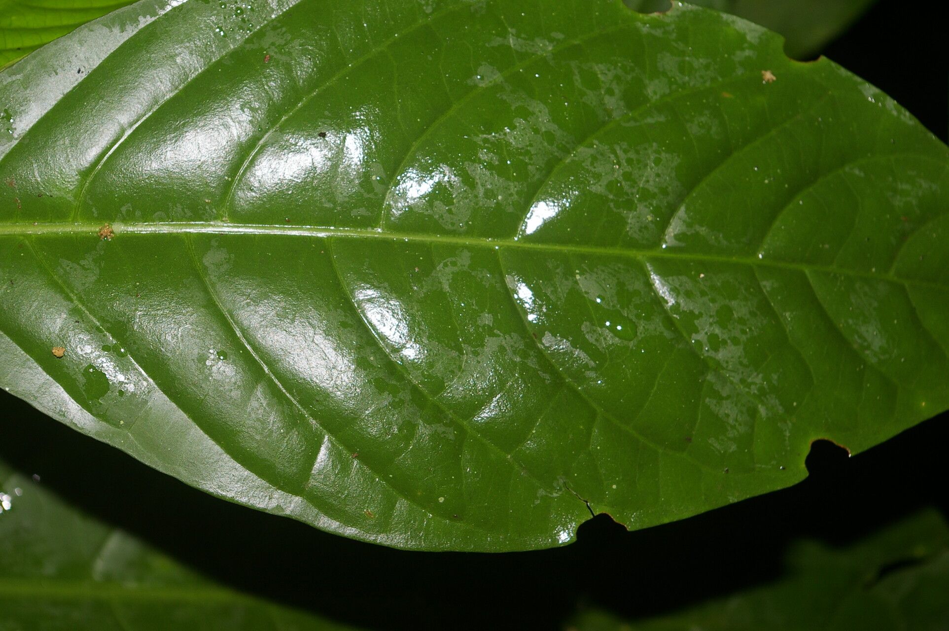 Tabernaemontana pauli — search result for 'Tabernaemontana'