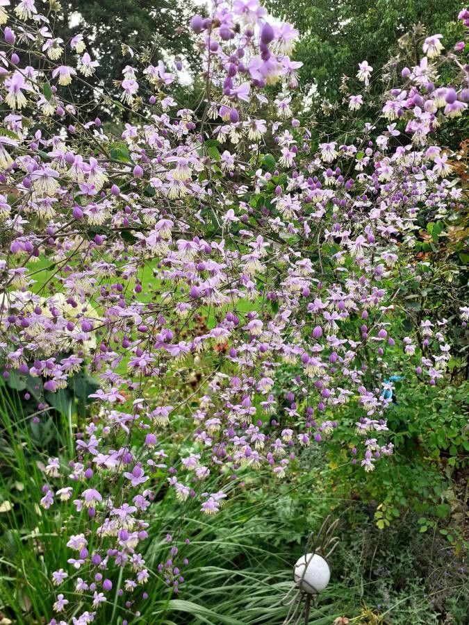 Thalictrum delavayi flower
