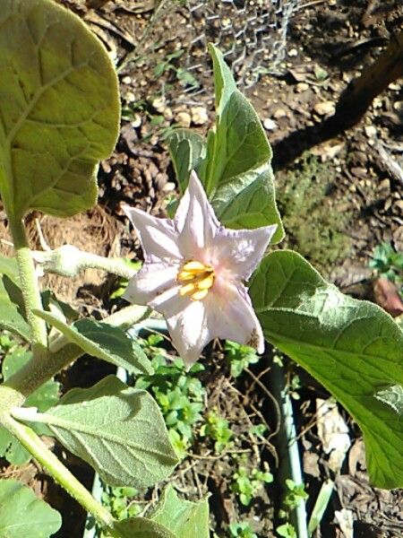 Solanum leucocarpon flower