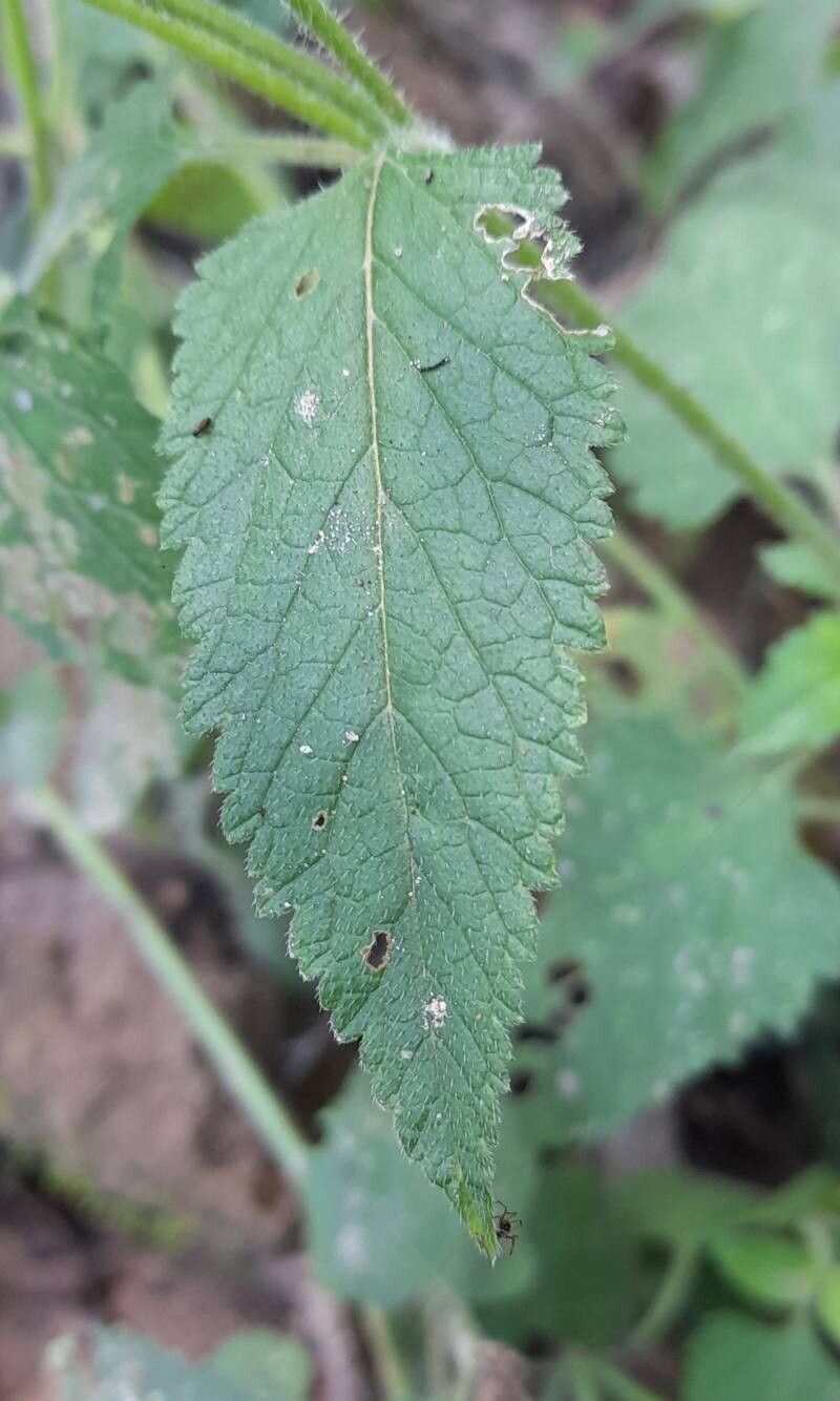 Verbena scrobiculata leaf