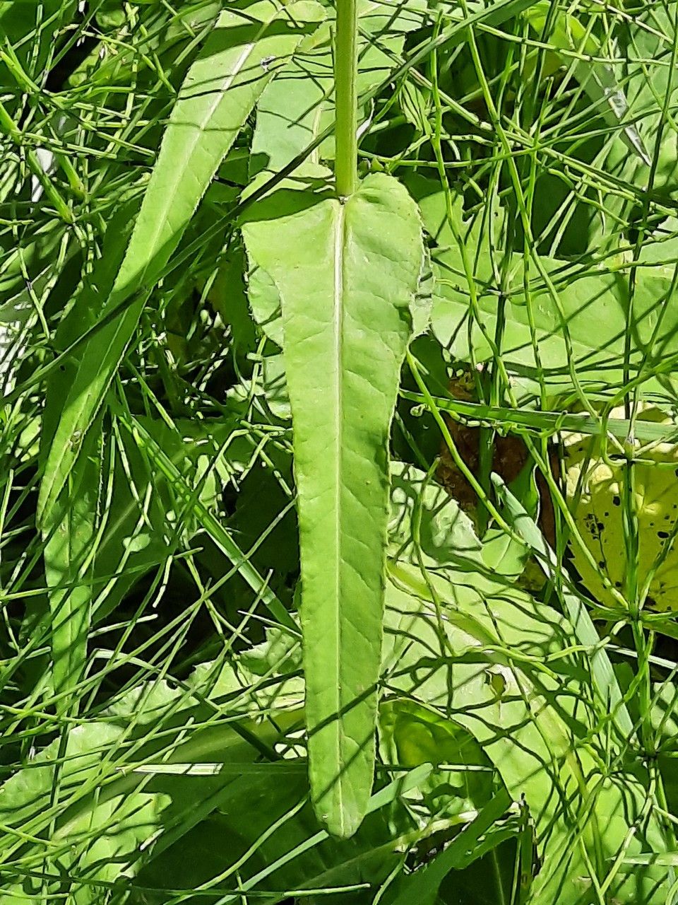 Cirsium heterophyllum leaf