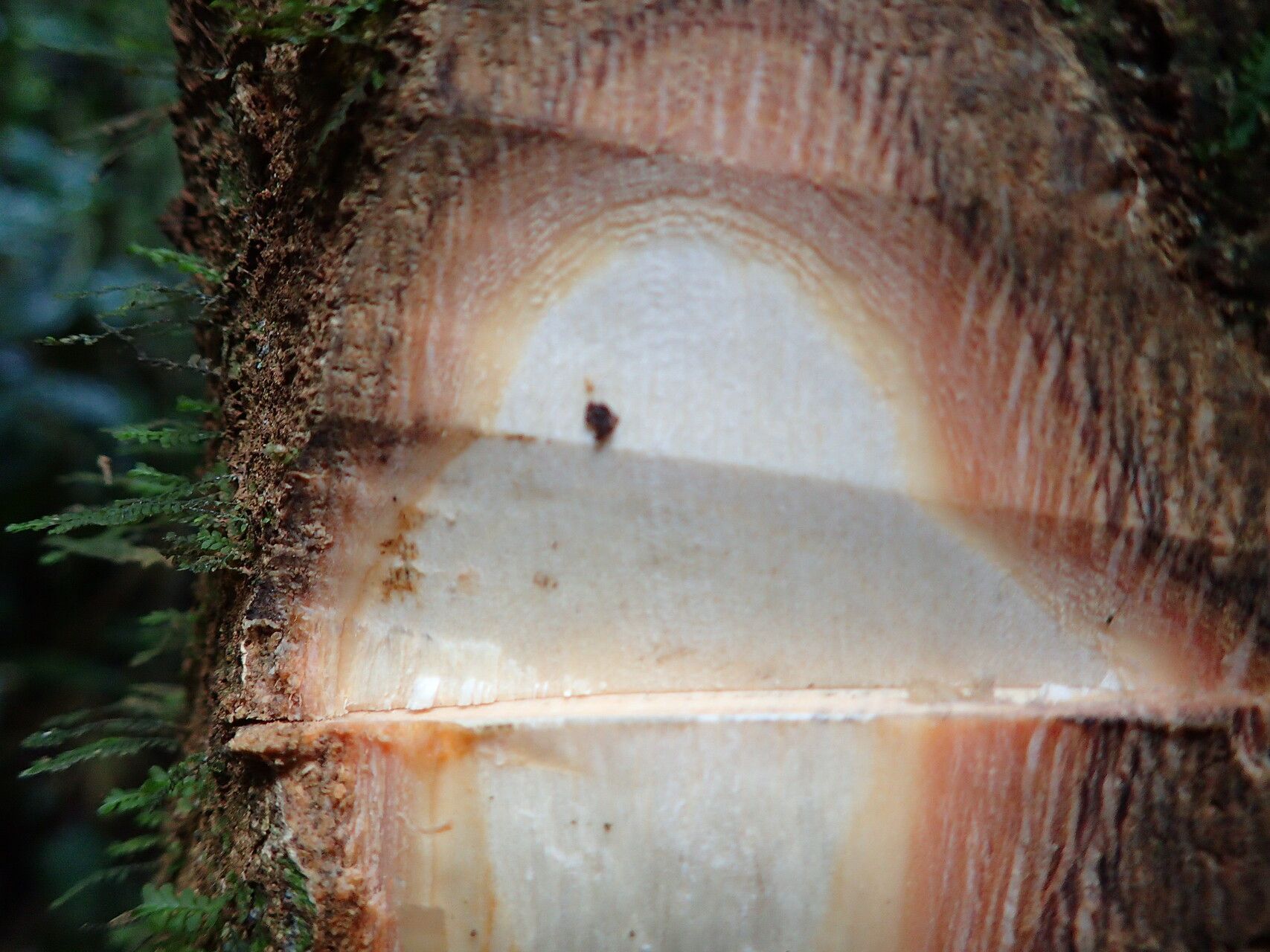 Xylopia phloiodora bark