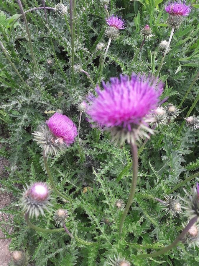 Carduus kerneri habit