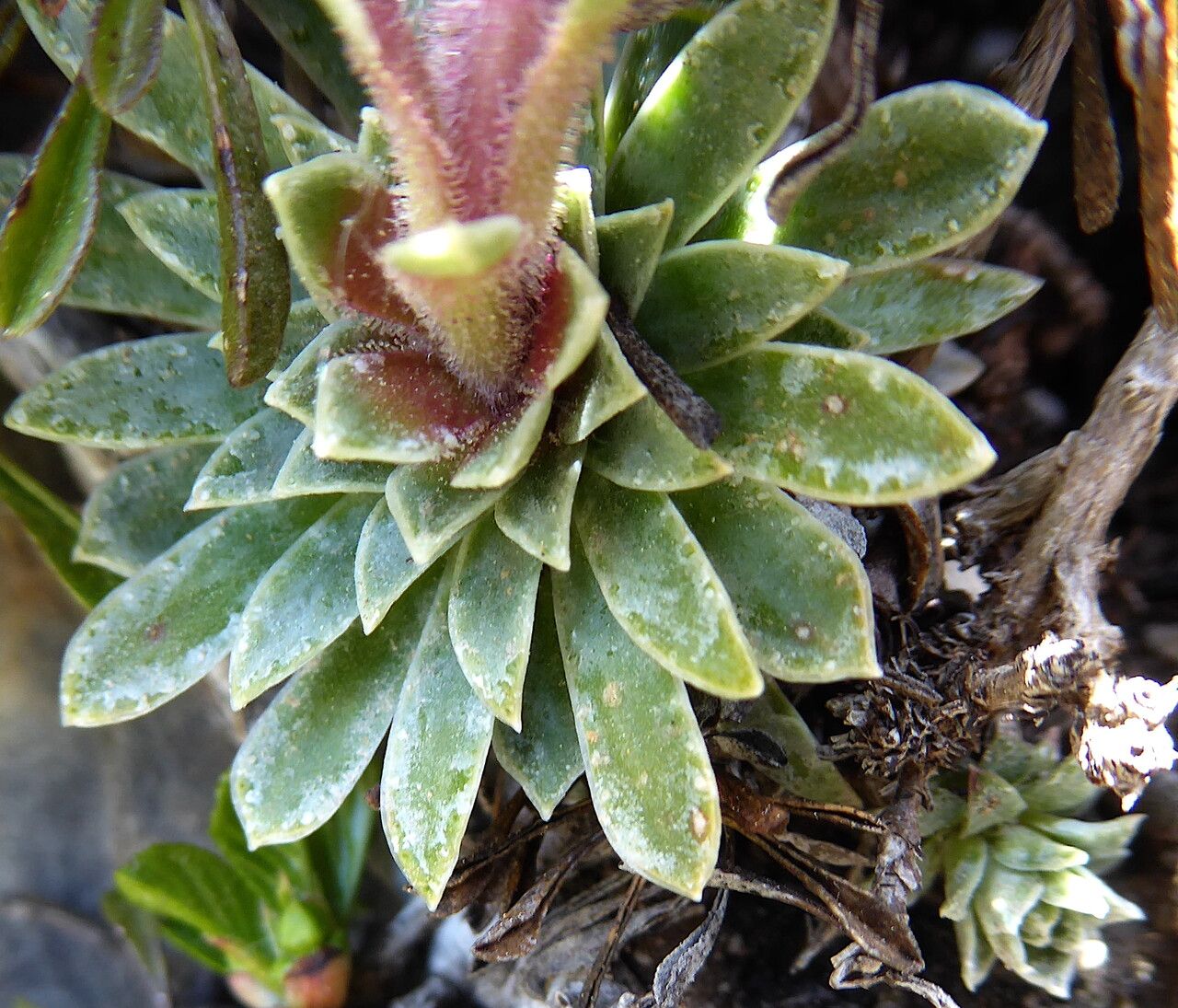 Saxifraga media leaf