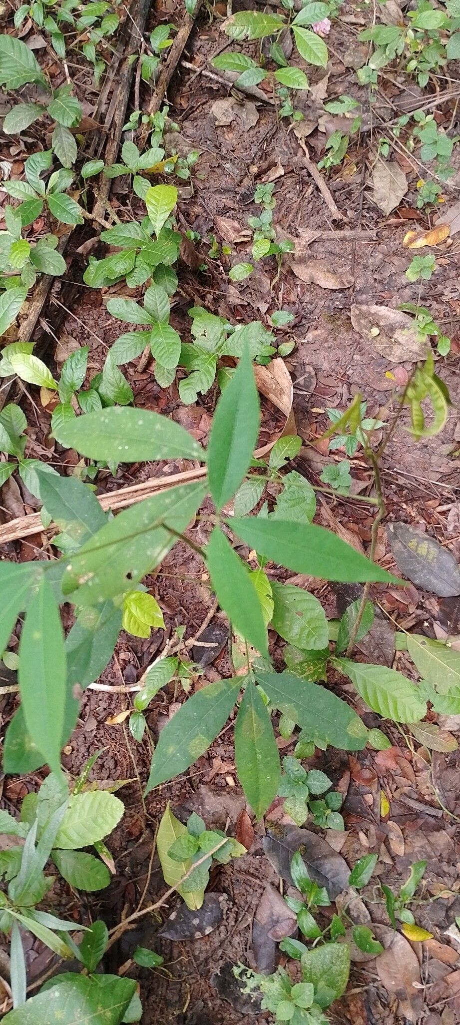 Hevea pauciflora — houseplant care guide