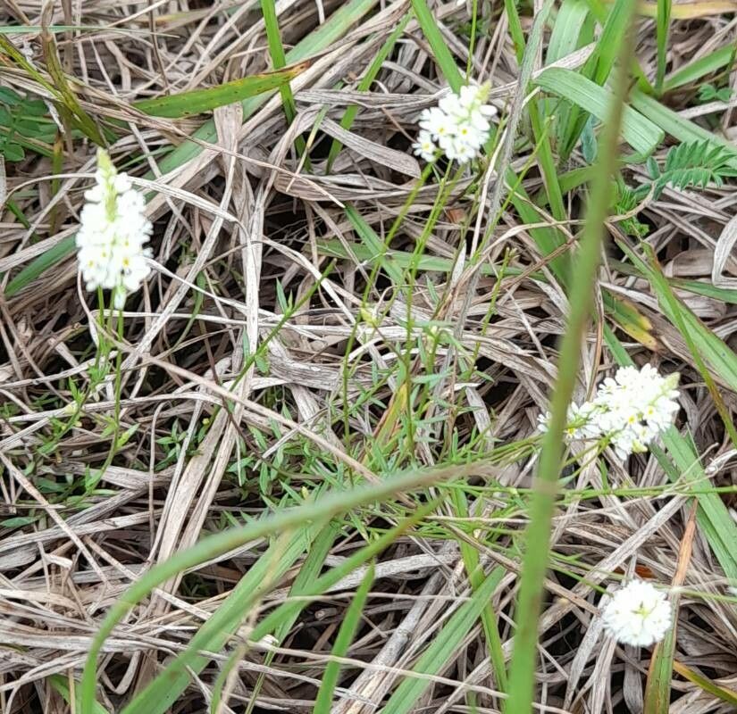 Polygala pulchella habit