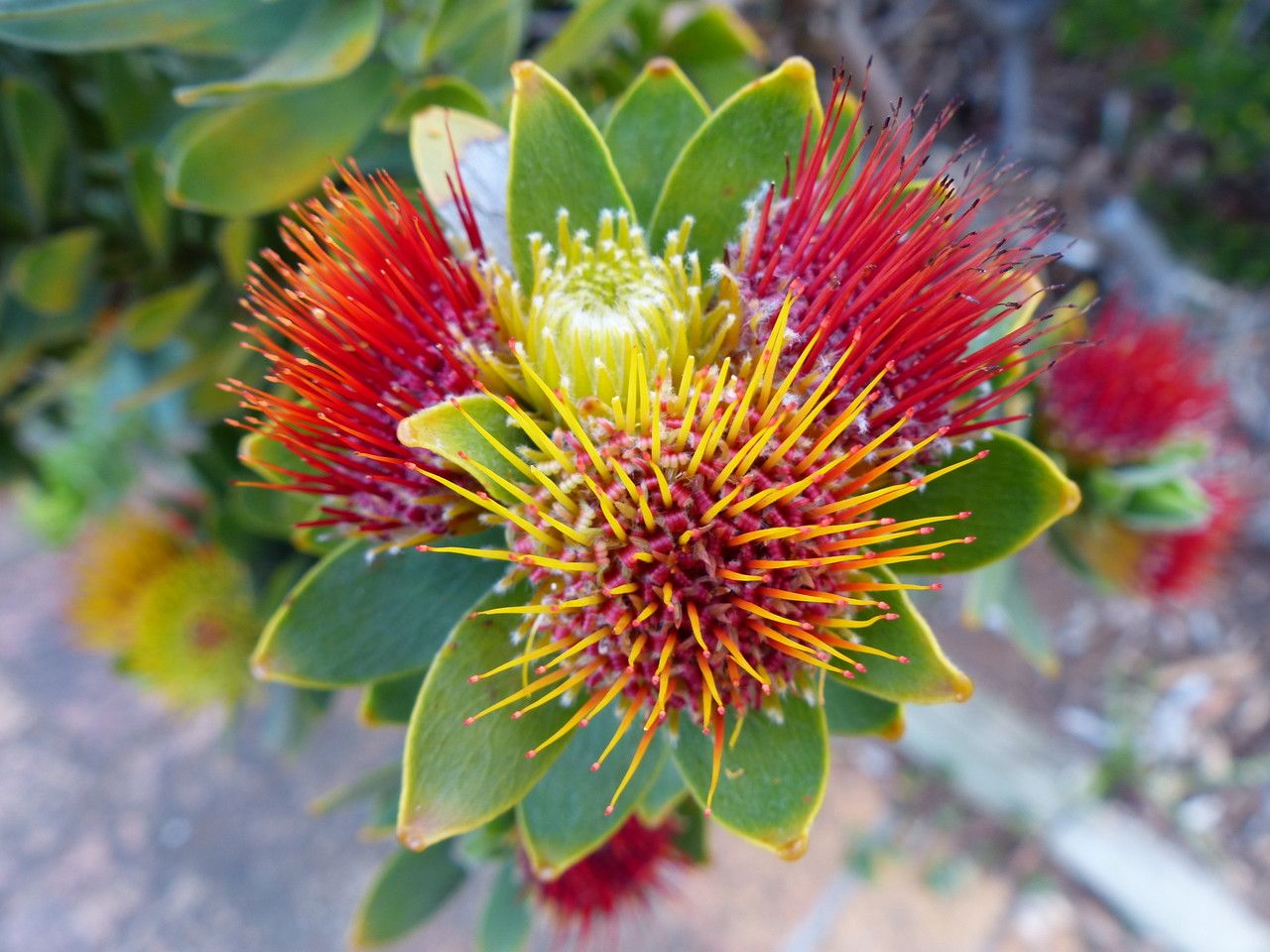 Leucospermum oleifolium flower