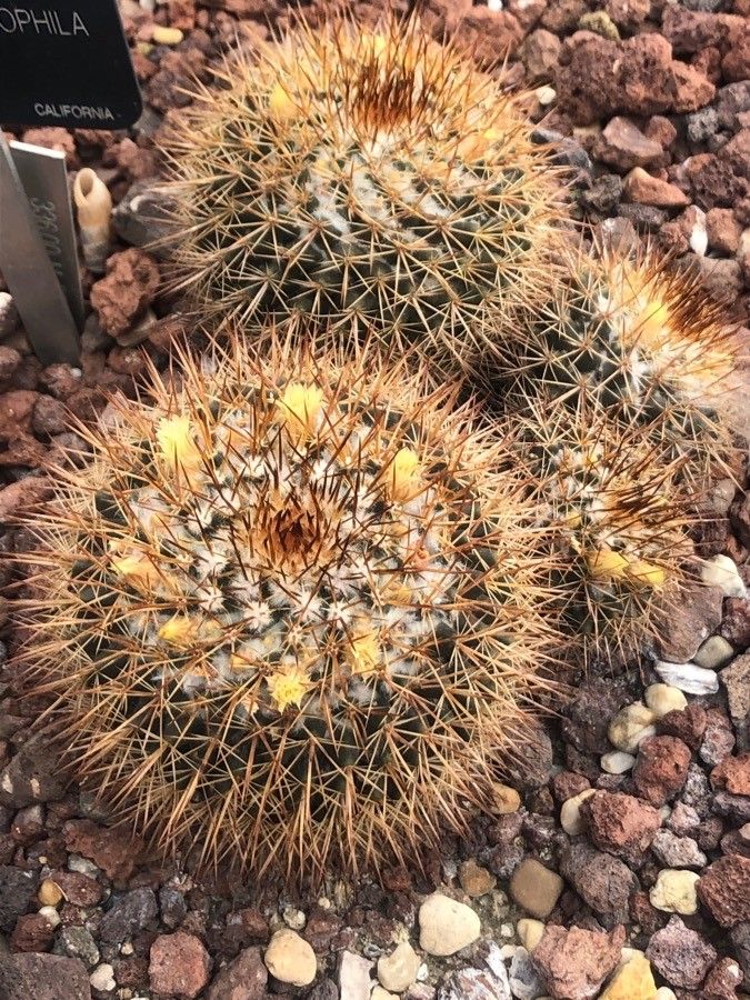 Mammillaria crucigera flower