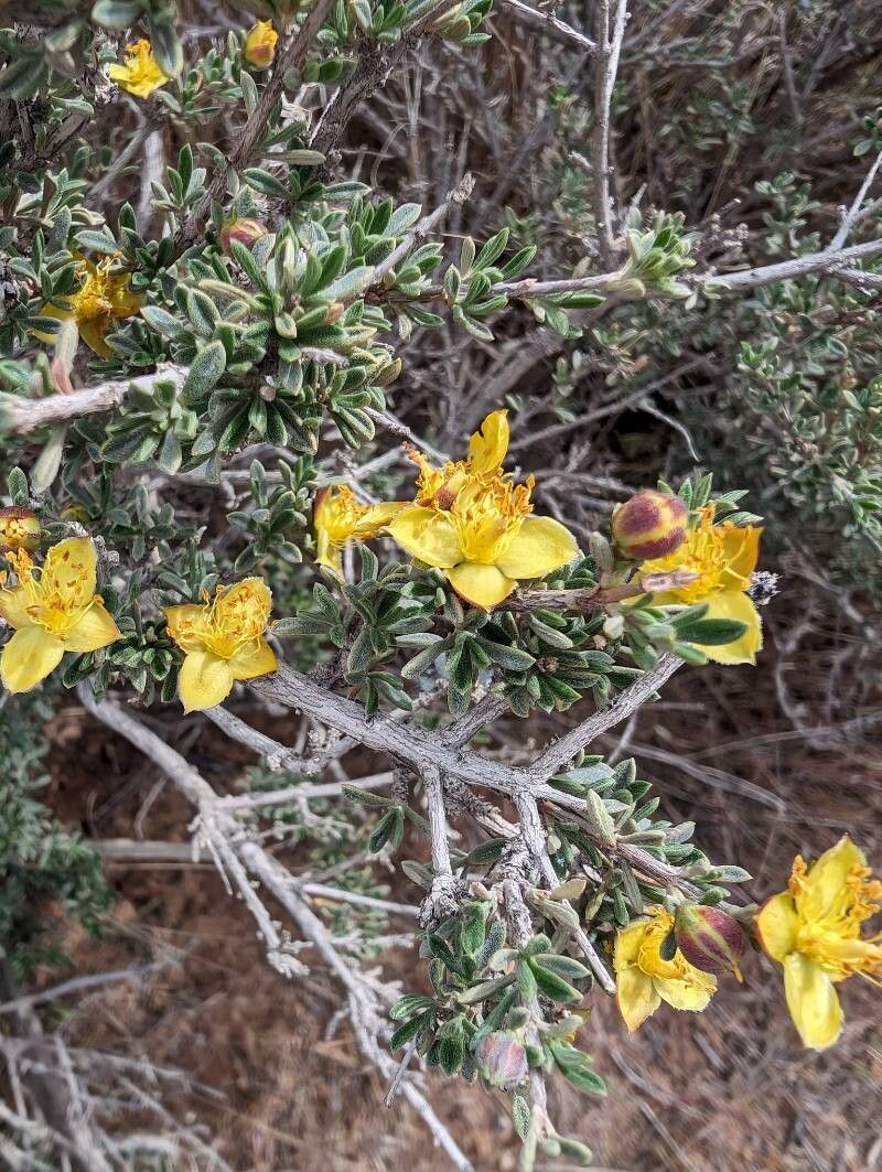 Coleogyne ramosissima flower